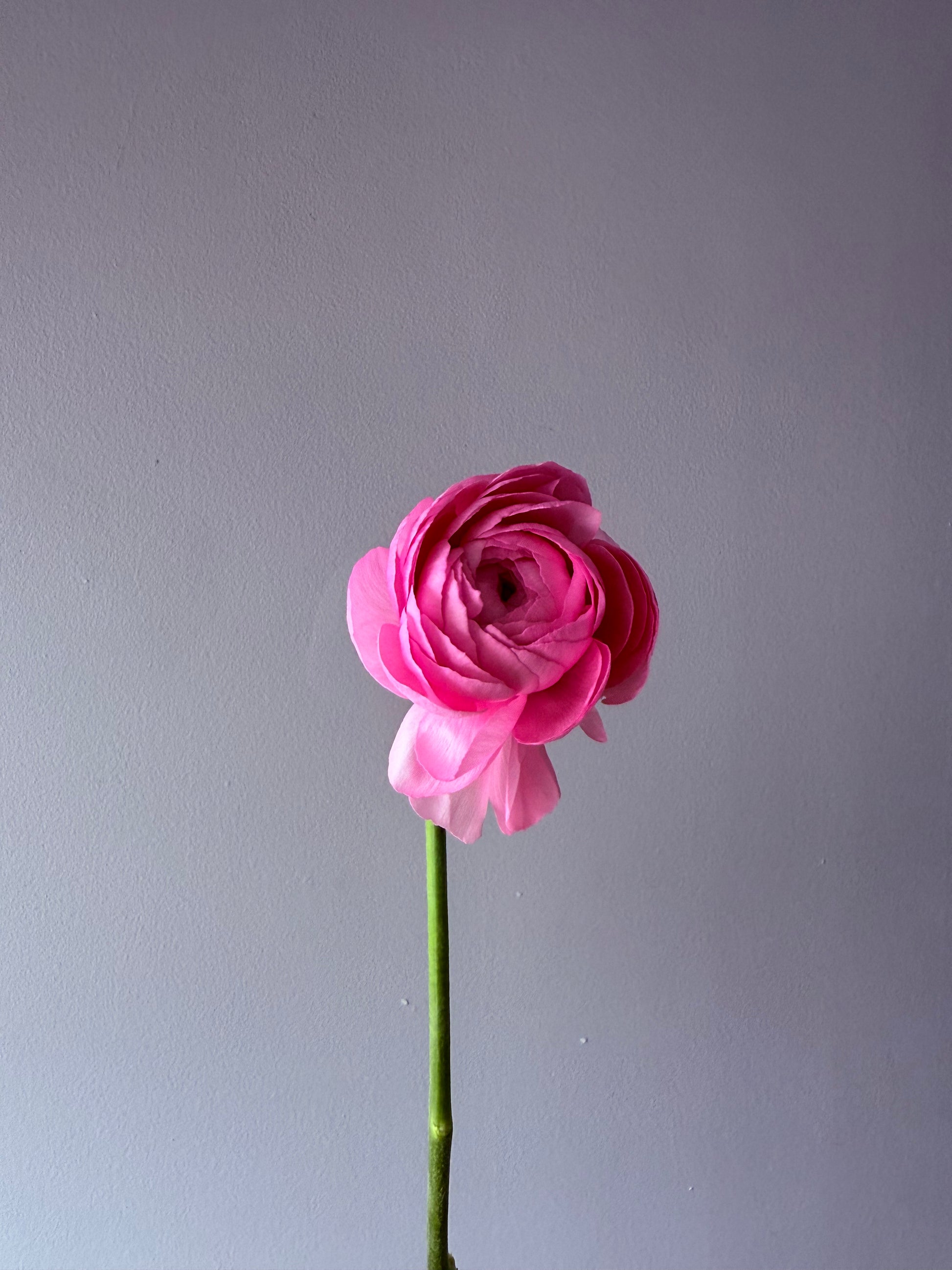 bouquet-marshmallow-white-hydrangeas-pink-ranunculus-all-me-flowers-nyc