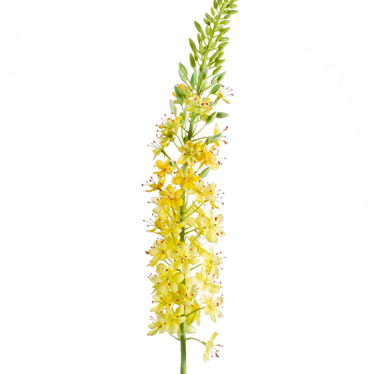 Eremurus