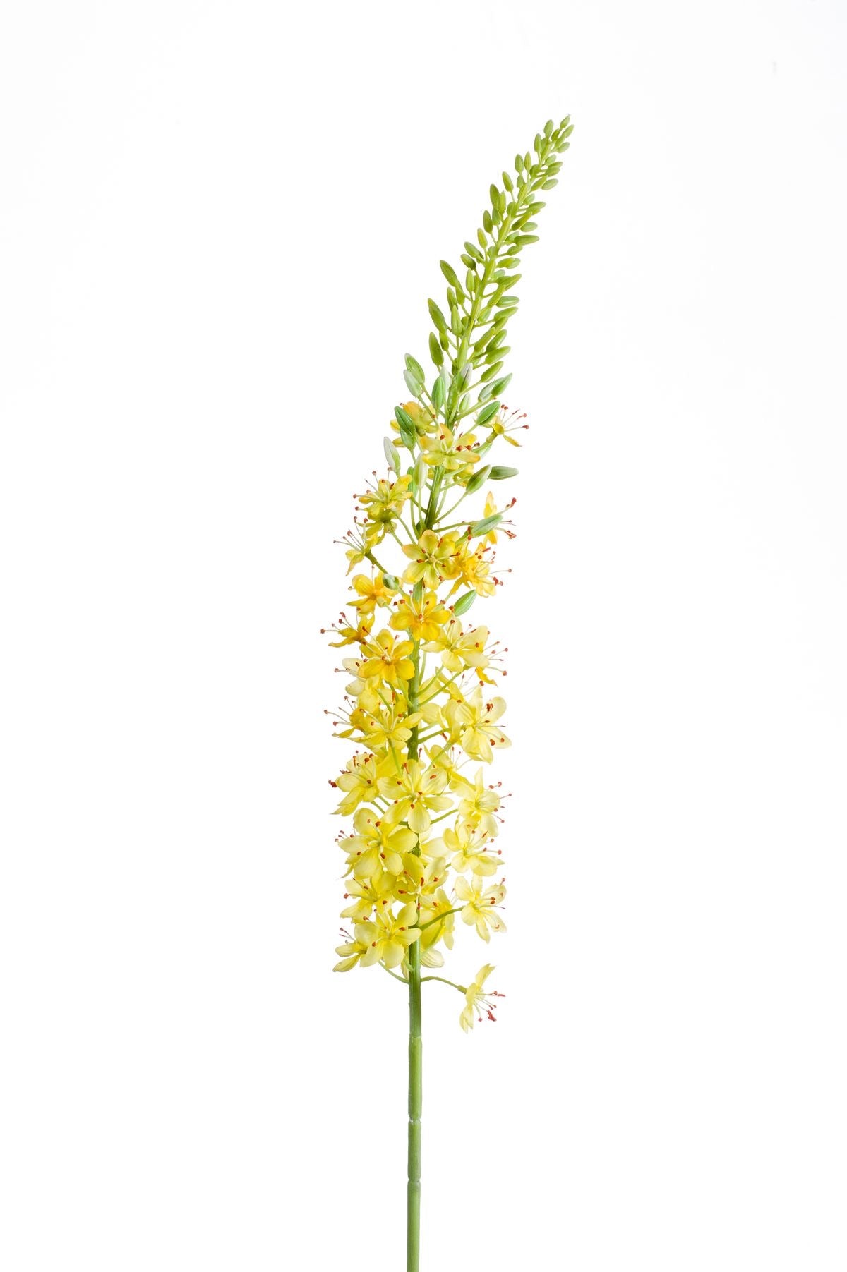 Eremurus