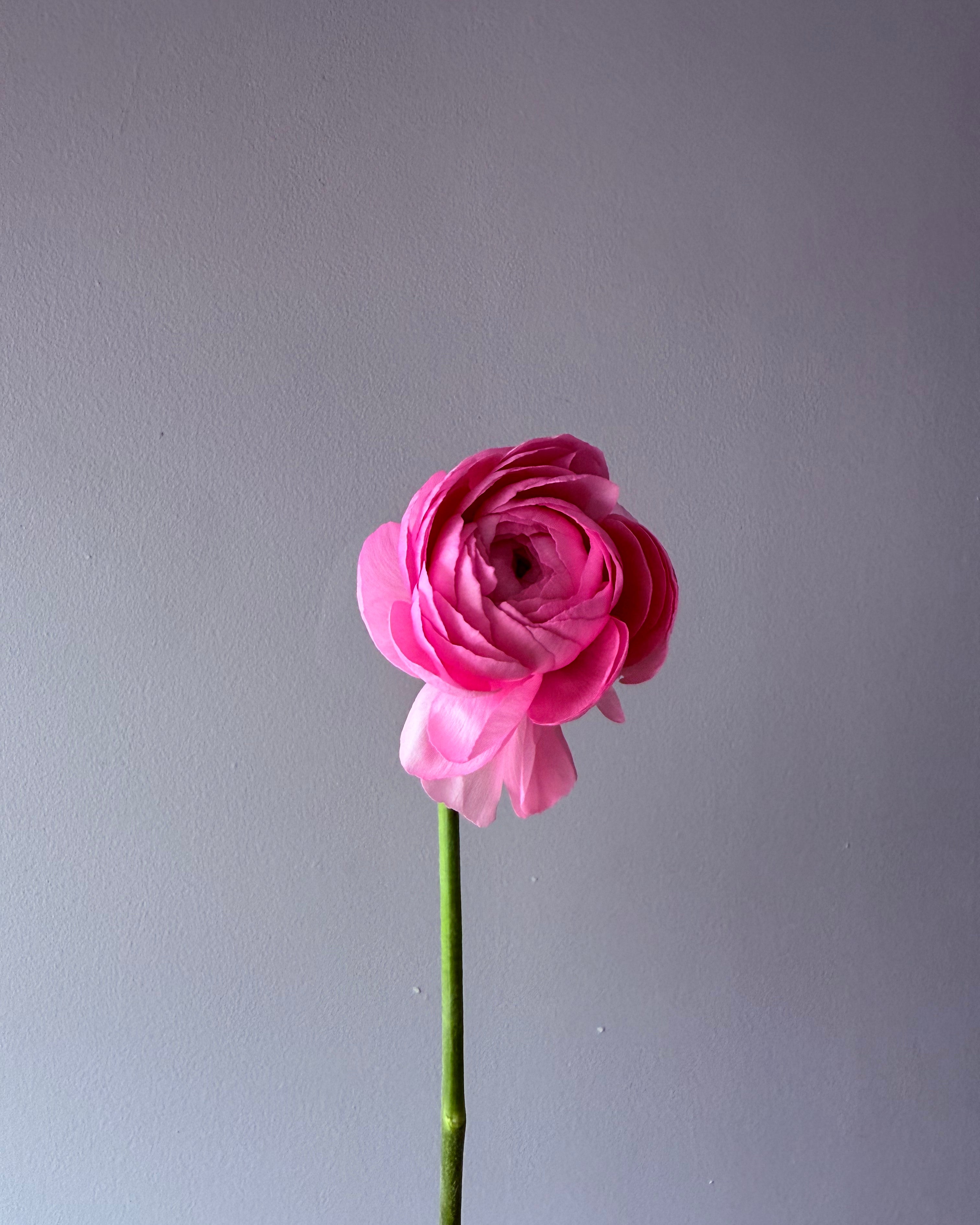 bouquet-marshmallow-white-hydrangeas-pink-ranunculus-all-me-flowers-nyc