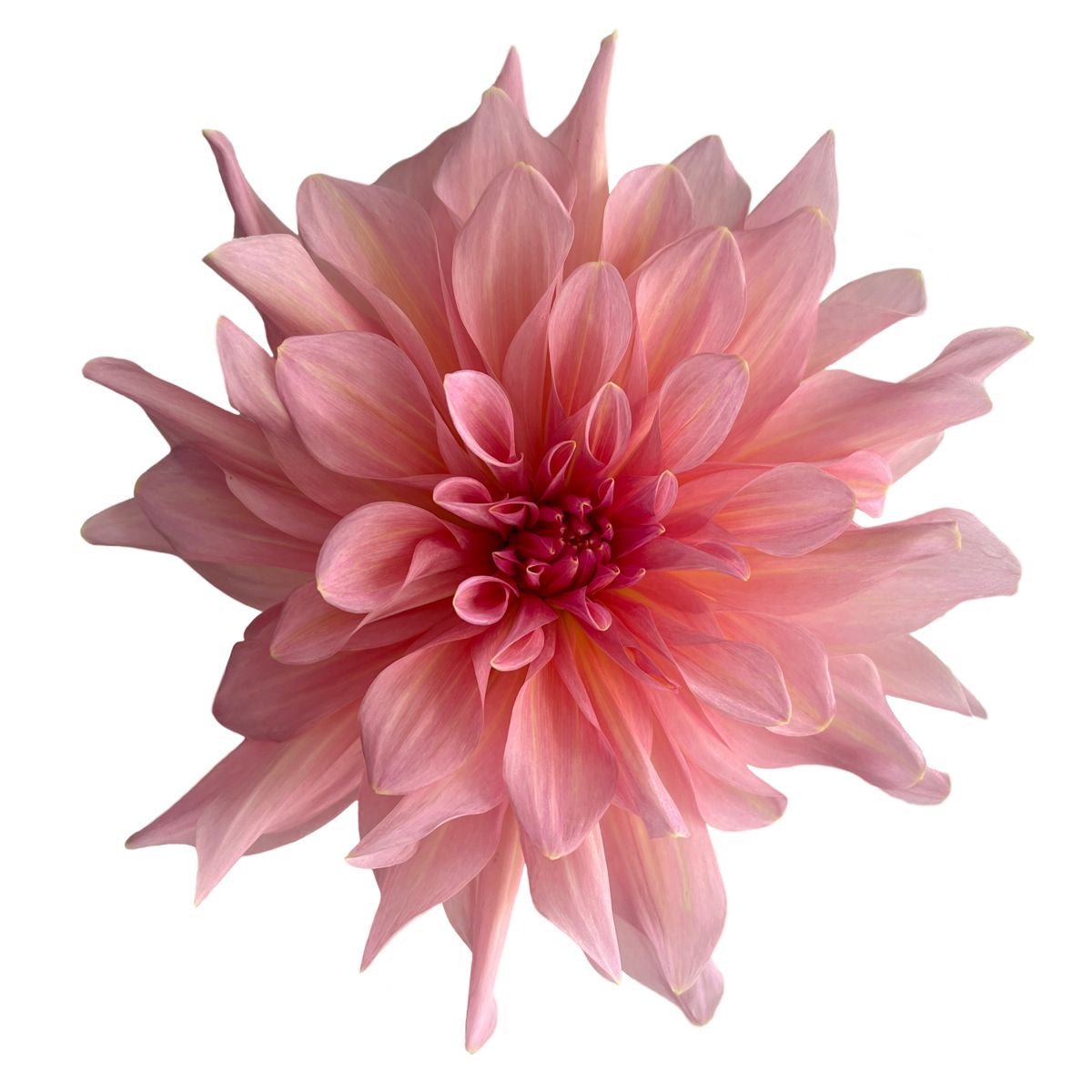 Dahlia - All Me Flowers