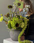 Vase Arrangement "Green Poetry" - hydrangeas, seasonal flowers, vase included - All Me Flowers