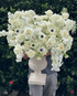 Vase Arrangement “Serene Aura” - orchids, roses, anemones, vase included - All Me Flowers